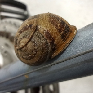 20150315-escargot3-V.jpg