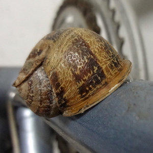 20150315-escargot4-V.jpg